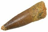 Juvenile Fossil Spinosaurus Tooth - Real Dinosaur Tooth #345876-1